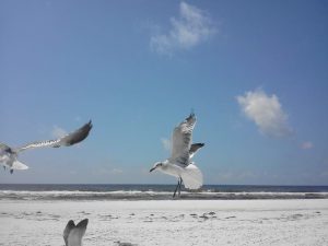 Destin Beach House Rentals